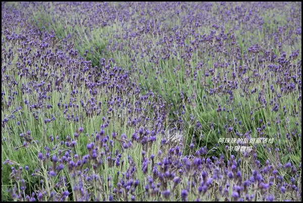 桃園觀音。大年初四浪漫遊向陽農場薰衣草花海