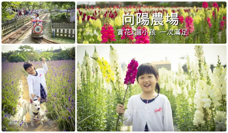 免費親子景點／向陽農場～賞花遛小孩一次滿足，金魚草+薰衣草+向日葵綻放中