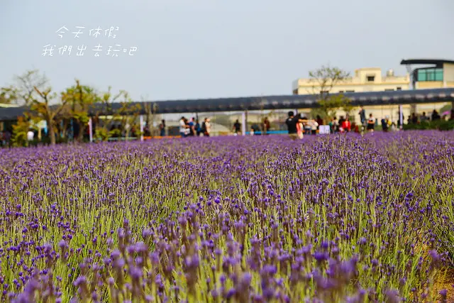 向陽農場。情侶們走入田野間製造浪漫拍照景點。親子遊樂休憩。免門票景點