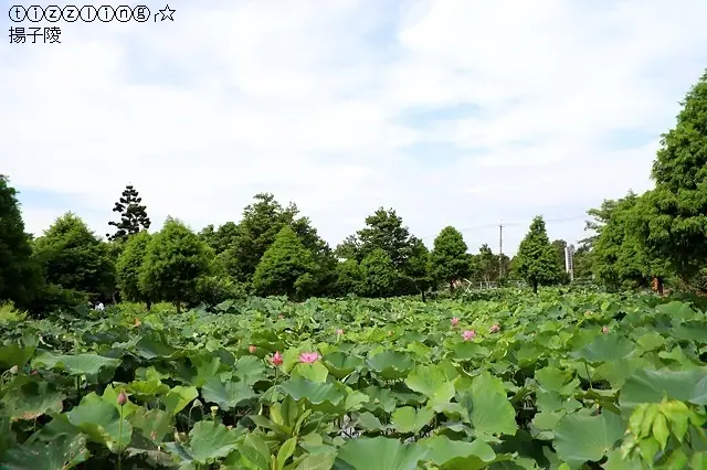 2019桃園蓮花季&水蓮之鄉休閒蓮園&向陽農場～