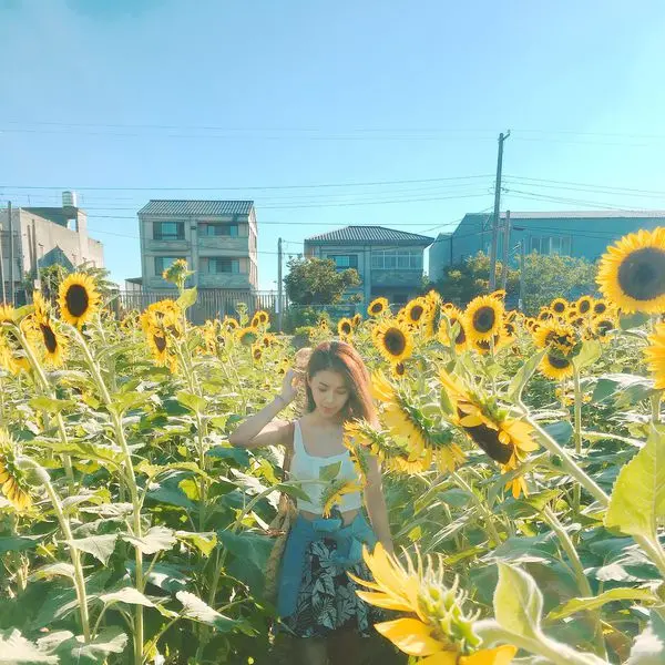 【桃園】♥向陽農場♥大片向日葵田▽免費參觀♡大朵向日葵超好拍