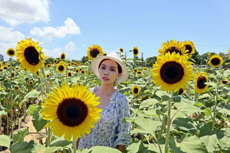 桃園景點 ▌向陽農場。比人高比臉大，盛開的向日葵繽紛世界~IG熱門拍照點！