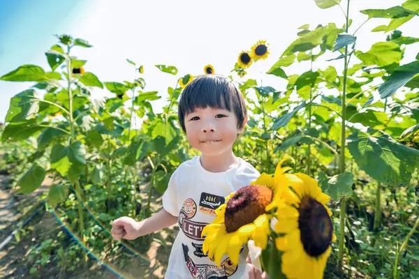 ［桃園景點］ 向陽農場， 免門票x向日葵花海x採花x小火車x小動物