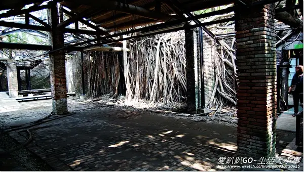 【台南/安平】千年老妖精的樹屋~安平樹屋