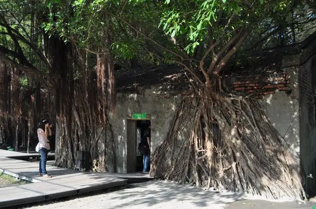 
老榕樹盤根錯節~安平樹屋
