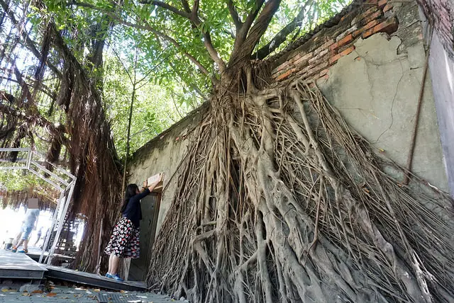 ※ 安平樹屋 ※【星羽愛玩樂-台南安平】榕樹老宅一體成形，炎炎夏日涼爽好去處，還有蜷尾家限定冰淇淋喔~