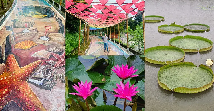 夢幻彩虹漸層風箏彩繪步道必拍！2021桃園蓮花季7公頃串連19個蓮園，銅板價坐大王蓮花像仙子般徜徉荷田