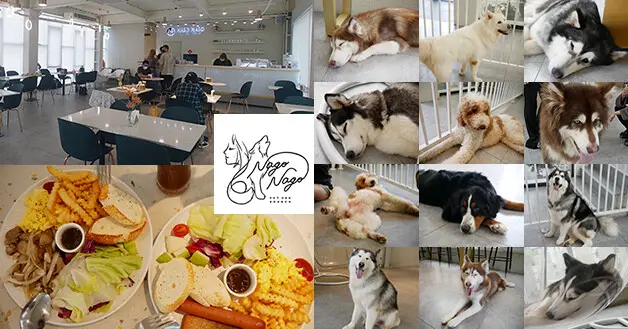 【台中餐廳】NAGO NAGO(寵物友善餐廳)，一棟白色透明唯美玻璃屋，有非常療癒人心又可愛的小店長，哈士奇、巨型貴賓、阿拉斯加雪橇犬、伯恩山犬等等。台中寵物友善餐廳