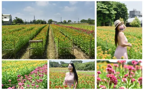 彰化北斗鎮｜北斗雞冠花田 園主免費開放拍照參觀 五彩繽紛花毯美不勝收 網美爭相朝聖IG必拍景點 探訪日期110/08/29