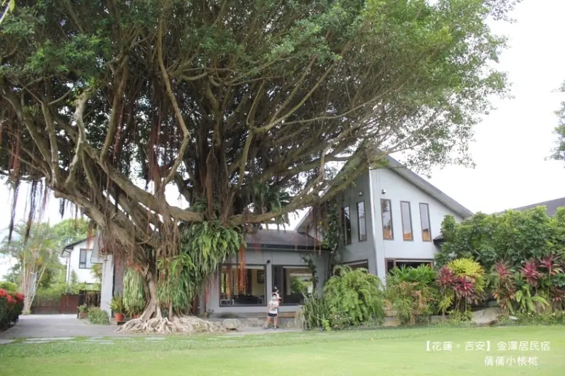 【花蓮吉安親子民宿】金澤居民宿-到花蓮海洋公園只要15分鐘！住在有大榕樹、生態池、大草坪和貓咪陪伴的綠建築森林系民宿