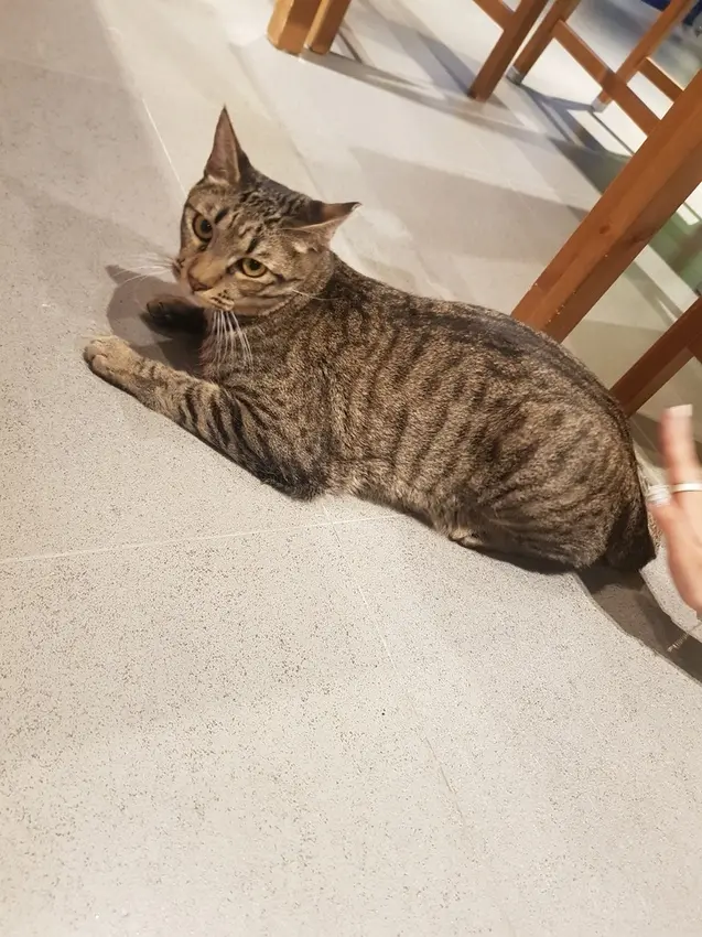 咪可思啾芭-貓咪中途寵物餐廳🐱三重貓咪領養、助養餐廳