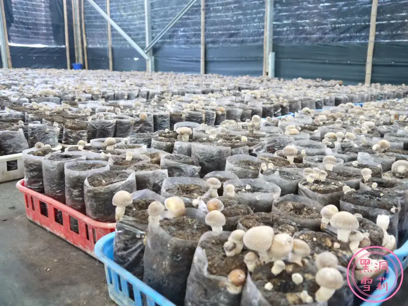 【食記】台中／新社「百菇莊」．香菇來這吃，來這買，來這看！