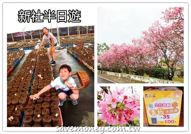 新社櫻花季｜百菇莊品嚐香菇小吃+體驗採香菇 - 達人Emily的播報台