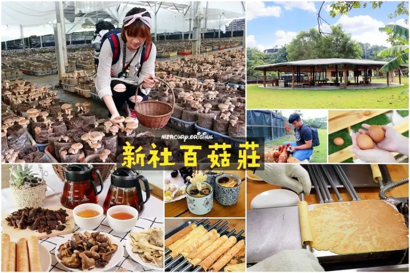 想吃香菇自己採！台中免門票親子景點，體驗採香菇、餵雞撿雞蛋，DIY香菇蒸蛋和蛋捲