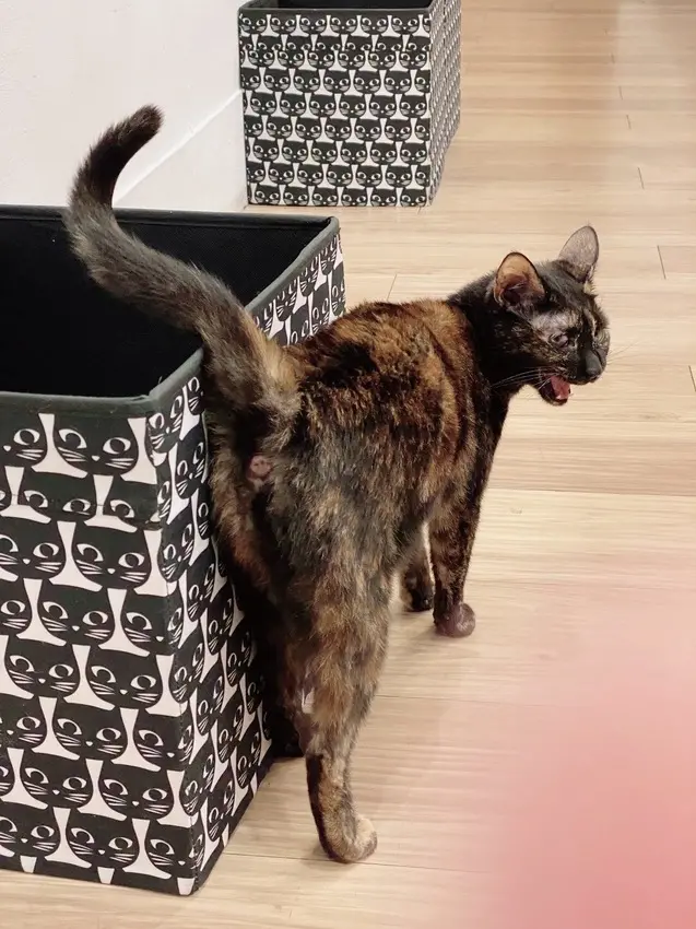 旅行食｜台中 G貓甜點・Glock Bakery 貓咪中途甜點店