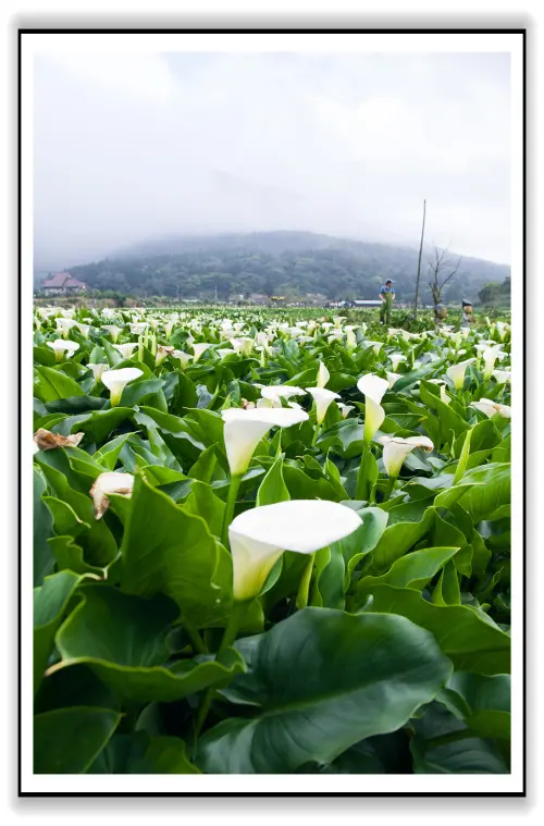 潔淨之神－馬蹄連　2013轉角，芋見愛．情