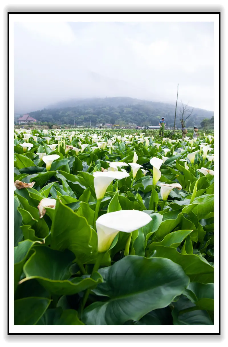 潔淨之神－馬蹄連　2013轉角，芋見愛．情