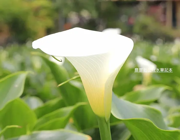 2013-4-17 陽明山竹子湖賞海芋