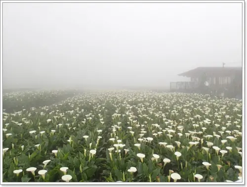 台北陽明山 竹子湖賞海芋&楓紅～霧氣瀰漫更添空靈
