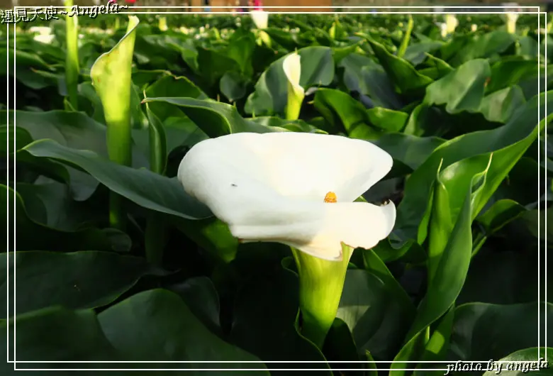 ▪ 彷彿在日本的鄉下賞花~陽明山竹子湖海芋