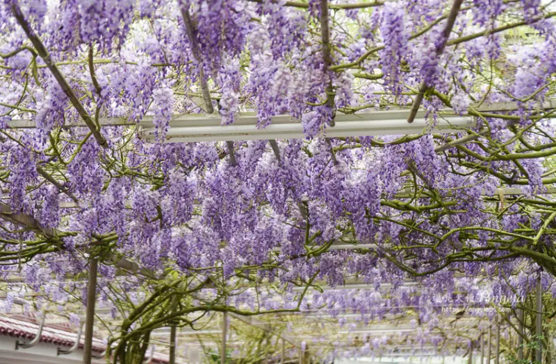 一年一次紫藤花與海芋共賞，雨天來賞花也沒問題!