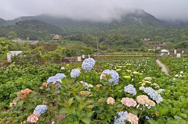 竹子湖~~「海芋」和「繡球花」爭妍鬥豔．如夢似幻的景色讓人擁有美麗心情