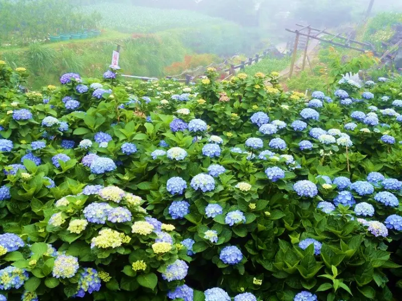 春末初夏亮麗的妝點--2016竹子湖繡球花季(2016年5月14日至6月26日)              
