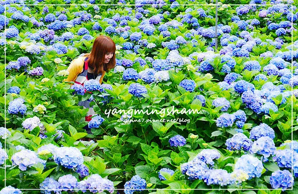 [台北。陽明山] 季節限定花海好好拍!!!徜徉在花團錦簇萬紫千紅的繡球嬌嫩花海仙境