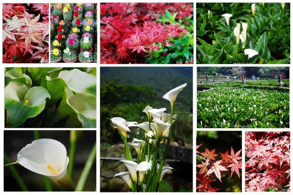 2015竹子湖海芋季