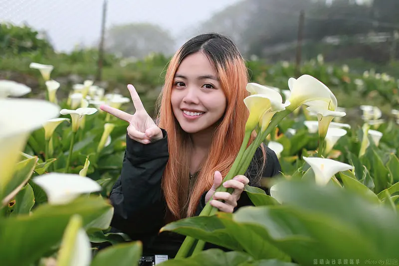 【台北景點】2015.3.21花況~春遊夢遊仙境~陽明山竹子湖海芋季~文內有相關資訊及交通方式