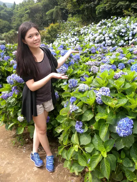 [台北] 陽明山 竹子湖 滿遍 繡球花 假日快點衝啦!!!!