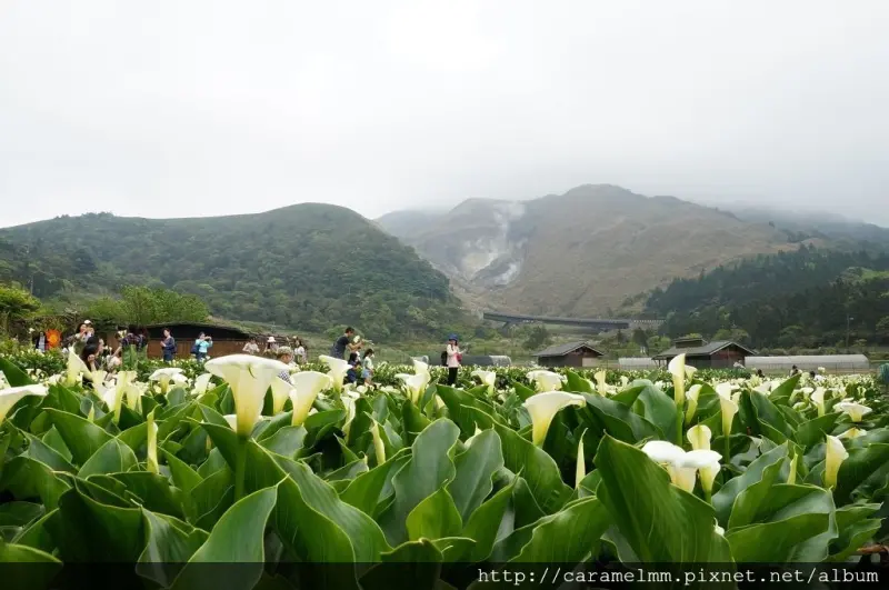【台北北投】2016台北陽明山竹子湖海芋季-伊索芋言 春意盎然賞花趣  陽明山/竹子湖/頂湖