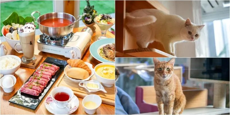 桃園龍潭｜野薑花與貓．野薑花入菜，嚕貓陪你共度舌尖上的幸福時刻！