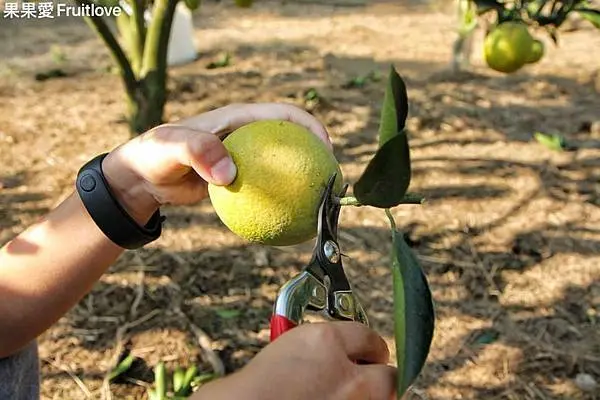 飽滿鮮甜 , 新鮮現採  親子育樂的好地方  邊採邊吃  無限吃到飽  陳應隆的古坑橙實柳丁園