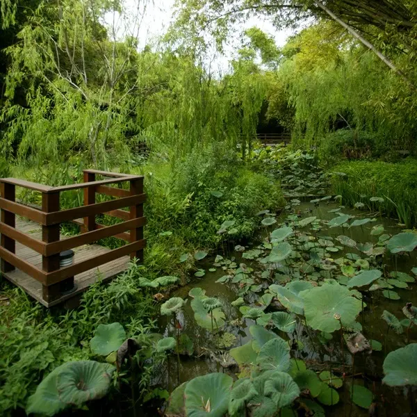 竹林生態溼地公園
