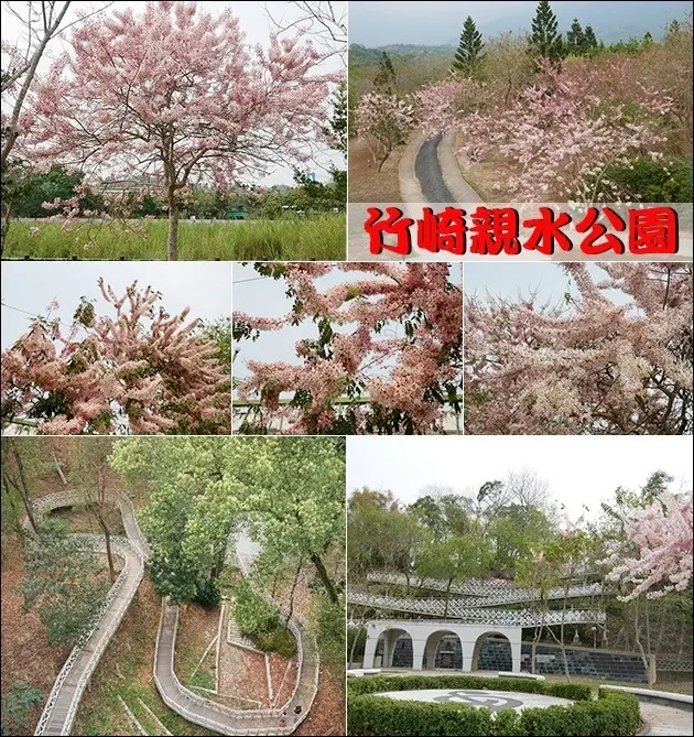 【嘉義景點】竹崎親水公園(寵物友善景點)免門票，遍佈夢幻浪漫花旗木花海盛開中，園區內有兩座吊橋、天空走廊、花仙子步道可以看到不一樣的景色。嘉義旅遊 親子旅遊景點