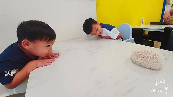 【屏東】拉斐爾義式刺蝟主題餐廳（附菜單）│和刺蝟近距離的互動，大人小孩都喜歡!