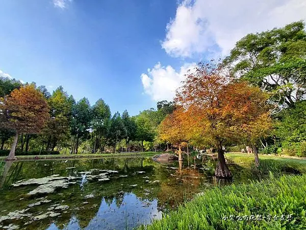 台中新落羽松秘境【太平苗圃落羽松】季節限定~寶龍山天圓道場內賞松景點/豐原客運公車可抵(停車&賞遊路線分享)