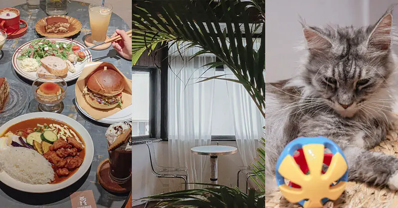 招財咖啡 | 11隻貓咪組成新竹最溫柔的貓咪寵物餐廳，開啟擼貓的療癒下午茶