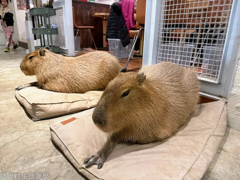 【新竹食記】招財咖啡