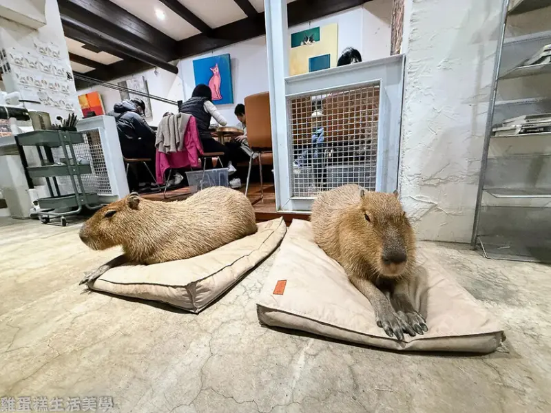 【新竹食記】招財咖啡