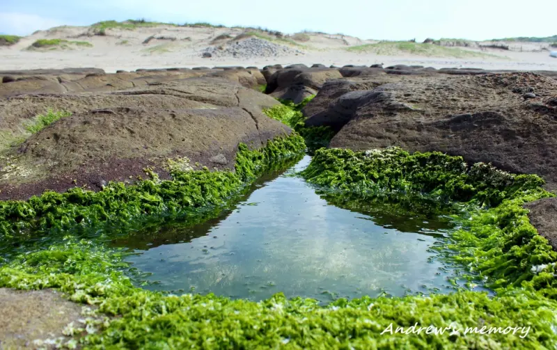 20130508 老梅綠石槽-春季限定，成群綠海豚現身北海岸！