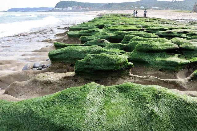 【台北旅遊】新北石門 老梅綠石槽-老妹來去看老梅~ 提前轉綠的老梅．季節限定美景