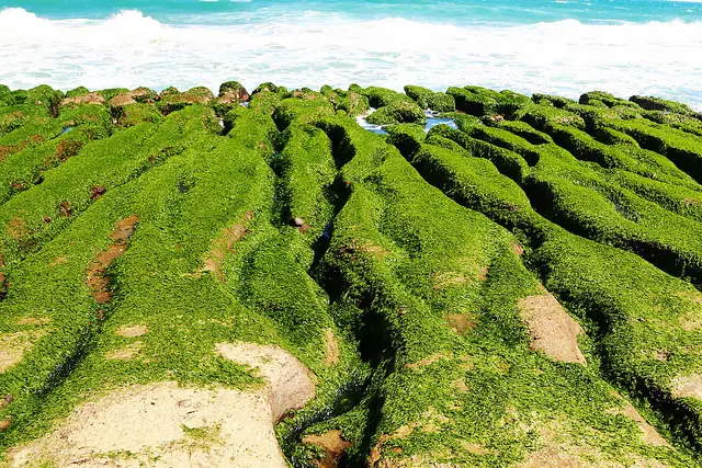 老梅綠石槽。絕美的海岸綠色奇蹟。限定特殊景觀。