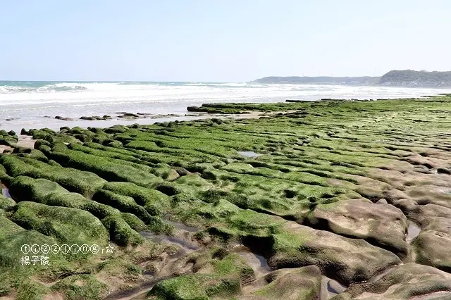 2020季節限定：新北石門老梅綠石槽，北海岸抹茶色地毯綠油油展開中～