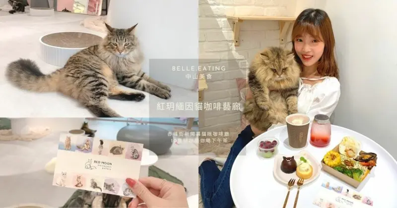 中山咖啡廳｜貓奴天堂在這邊！紅玥緬因貓咖啡藝廊 赤峰街新開幕貓咪咖啡廳 10隻貓咪陪你喝下午茶