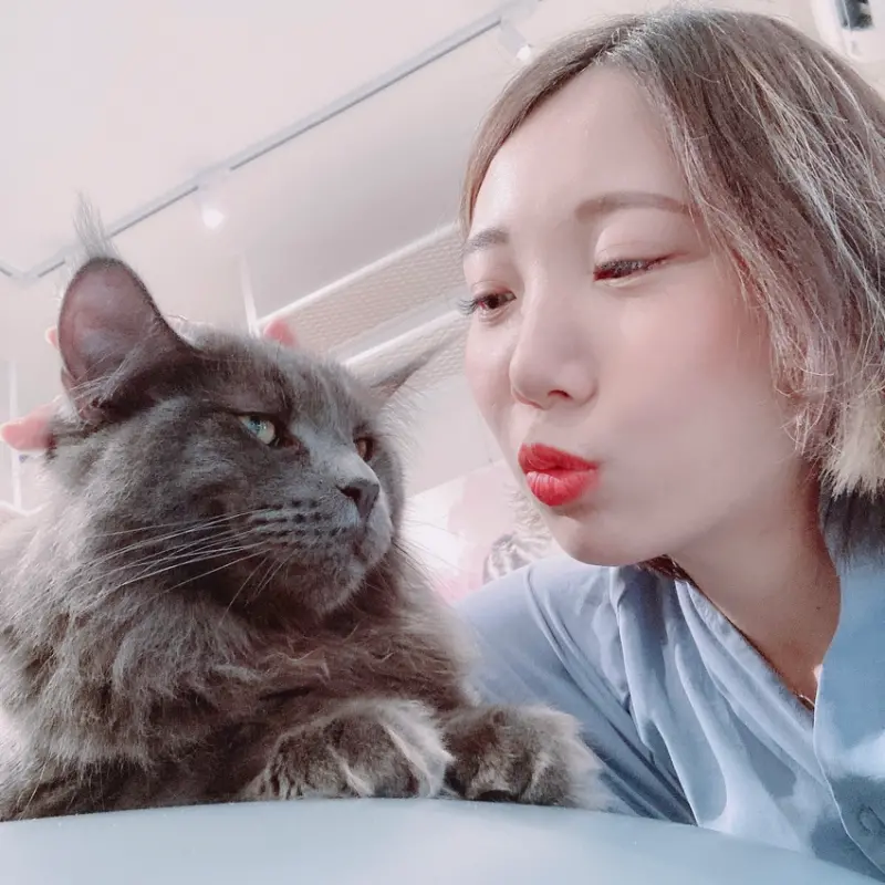 隱藏赤峰街的緬因貓藝廊咖啡廳，摸、抱、吸貓一次滿足 | 【台北 大同區】紅玥緬因貓咖啡藝廊