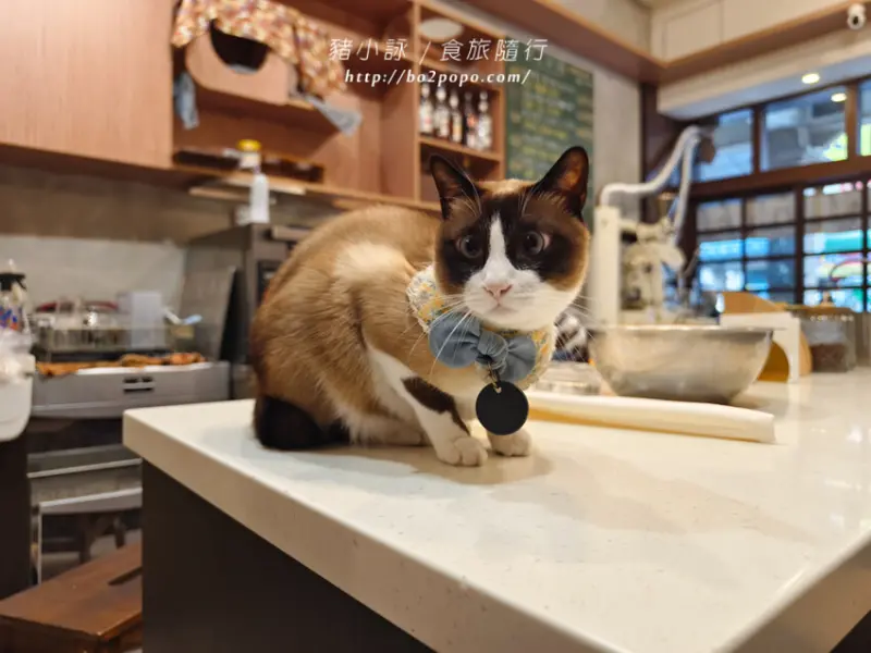 高雄。岡山》貳貓咖啡。有可愛貓咪出沒的復古咖啡廳(不一定看的到)