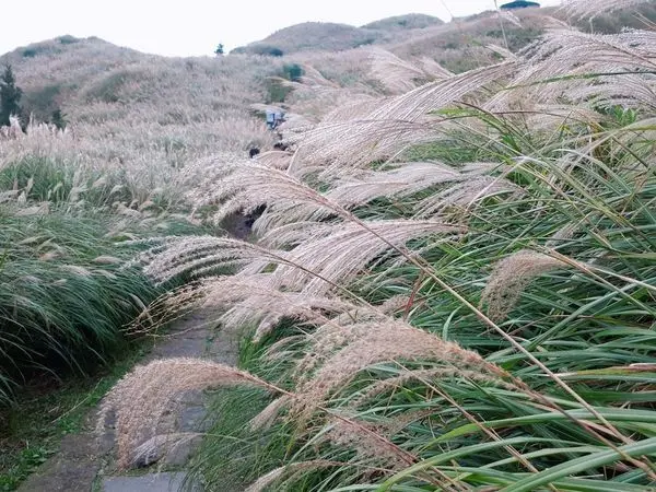 2018陽明山芒花季【冷水坑七星山】北部最佳賞芒步道/11月最佳賞花期－滿山遍野芒花盛開可同時欣賞壯濶山景，超壯觀的！