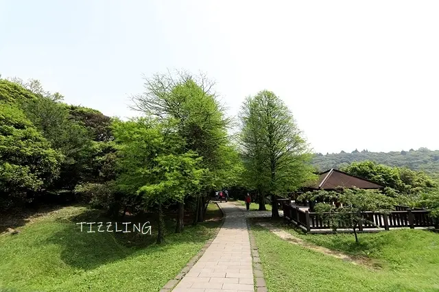 2021陽明山冷水坑｜菁山吊橋｜牛奶湖｜擎天崗大草原｜陽明山頂湖小鎮餐廳，漫步在紫藤花瀑布下享受美食～